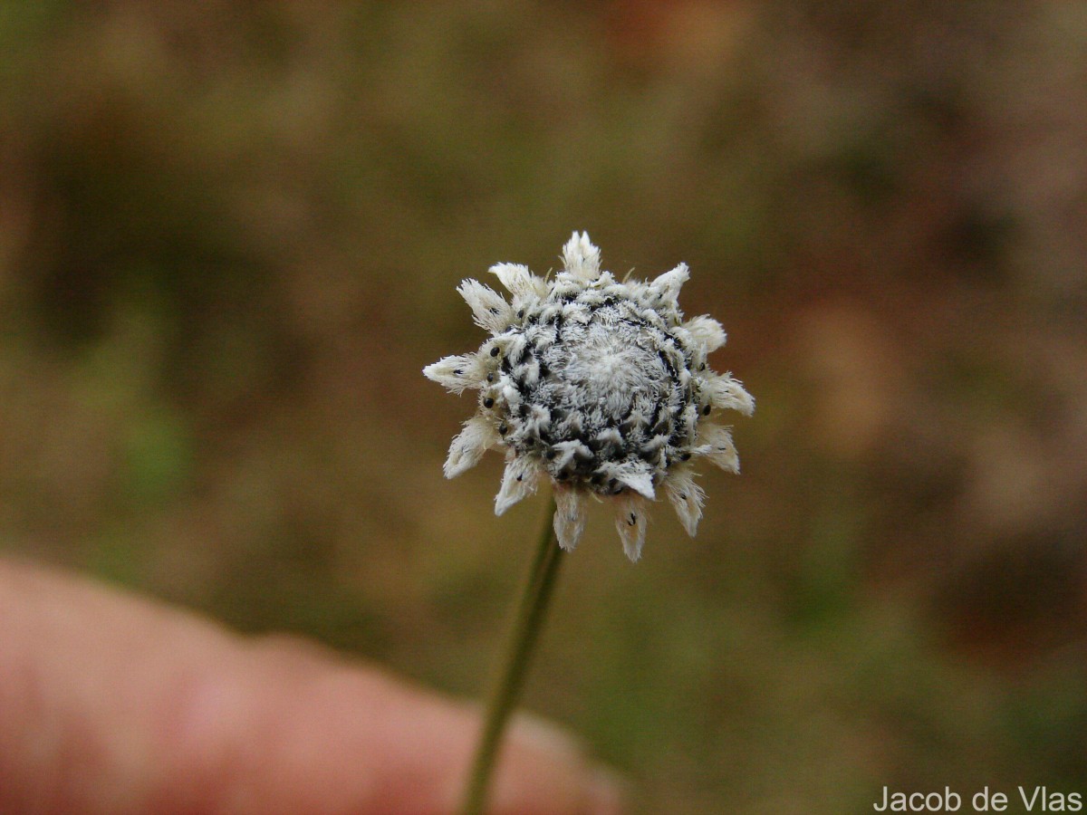 Eriocaulon ceylanicum Körn.